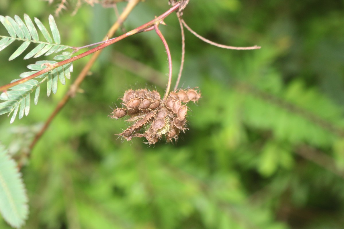 Mimosa pudica L.